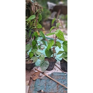 Cây trầu không (trầu quế)