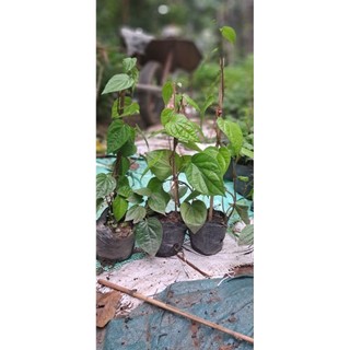 Cây trầu không (trầu quế)