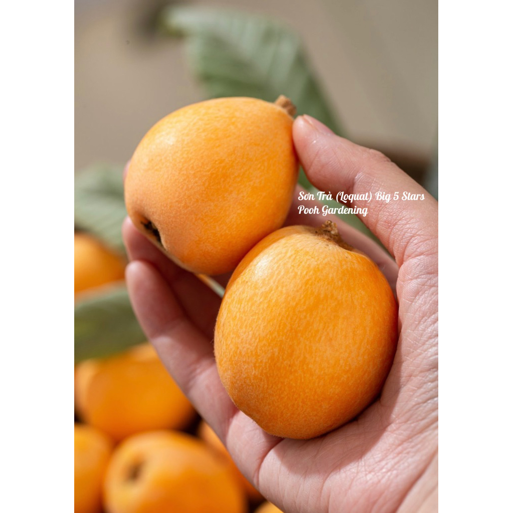 TRANG TRÍ VƯỜN VỚI SƠN TRÀ BIG 5 STARS