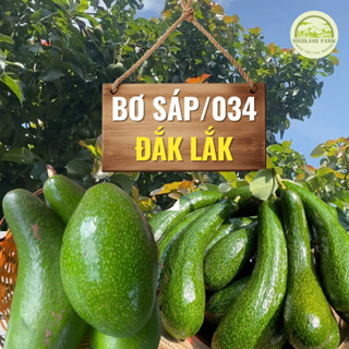 Bơ Sáp Dẻo Đắk Lắk Tuyển Chọn Size 2-3 Trái/Kg Béo Ngậy Không Xơ, Bơ Booth/ Bơ 034 Trái Chuẩn