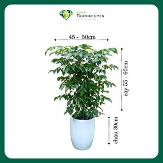  Cây Hạnh Phúc  Sản phẩm đã bao gồm cây và chậu  cây trang trí Cây quà tặng cây để sàn 