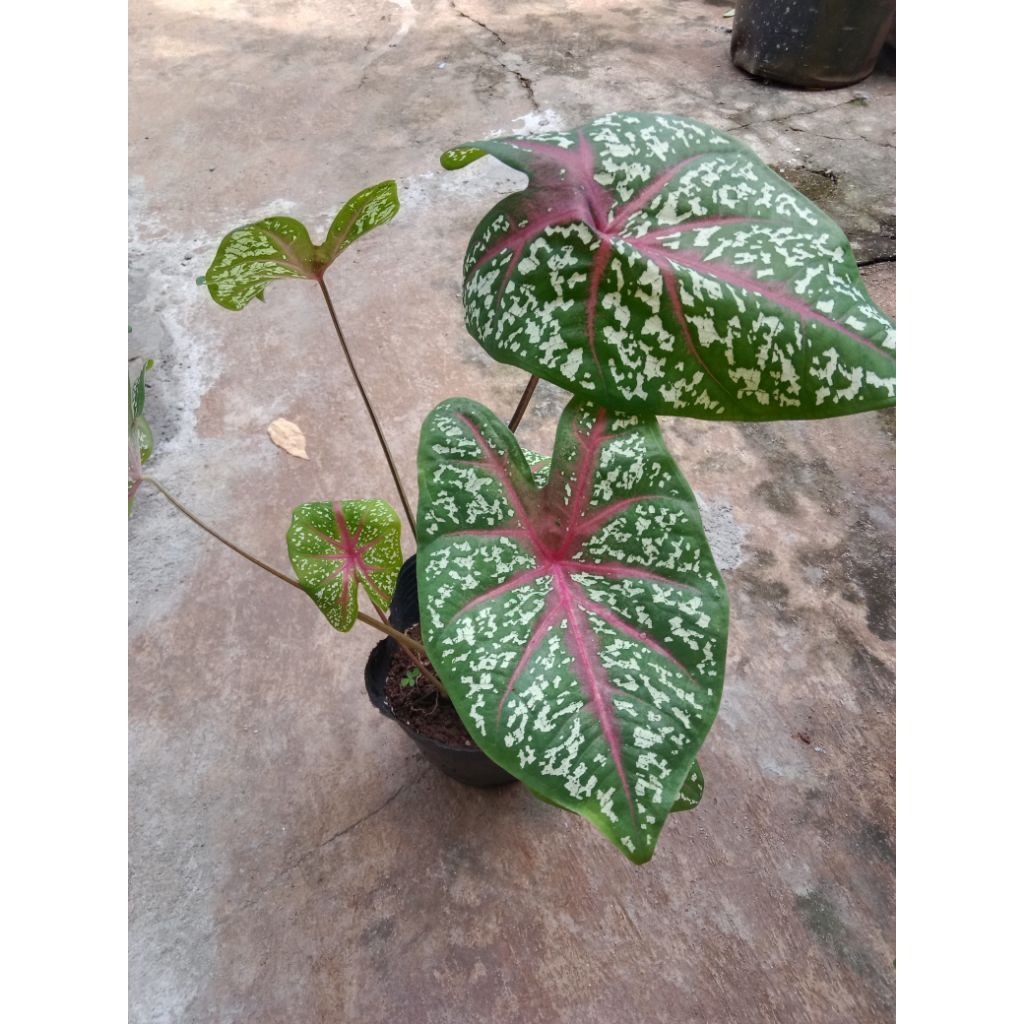 cây môn hồng, cây môn đỏ, cây môn cảnh
