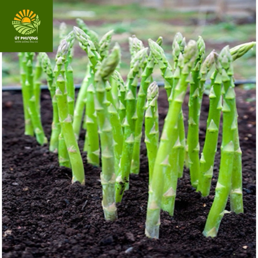 bầu cây giống măng tây xanh - thu hoạch sau 4 tháng - bầu to,nhiều gốc - cây trồng lâu năm