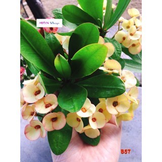 Xương rồng bát tiên hoa chùm màu vàng nhạt cánh dày BT57