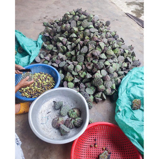 Dụng cụ tách vỏ hạt sen, hạt dẻ và macca