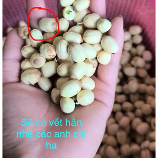Dụng cụ tách vỏ hạt sen, hạt dẻ và macca