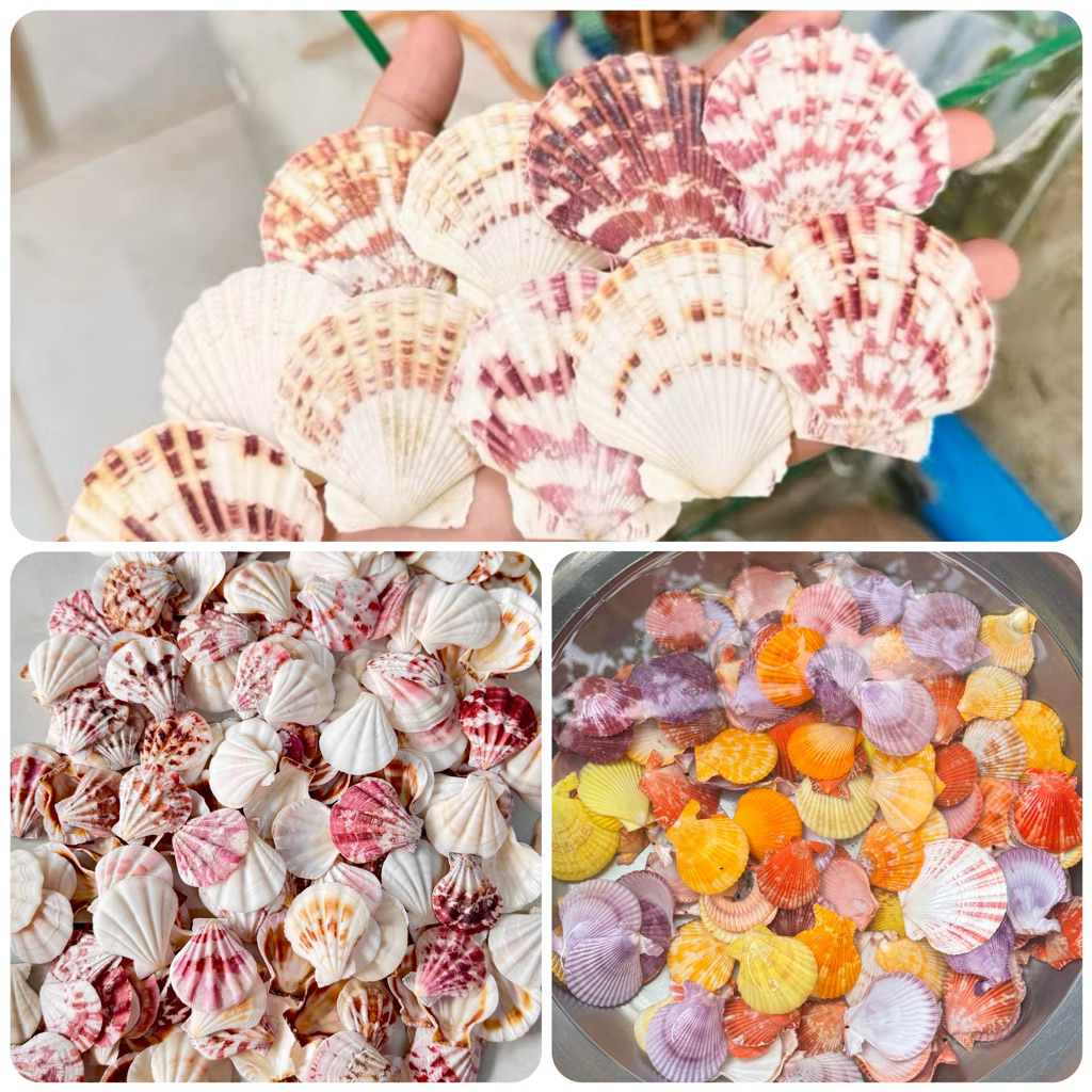 9 Mẫu Vỏ Sò màu tự nhiên dùng làm vật trang trí, thủ công mỹ nghệ.