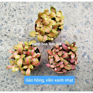 (VHST giao trong ngày) CÂY MAY MẮN, có nhiều màu lá.