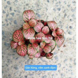 (VHST giao trong ngày) CÂY MAY MẮN, có nhiều màu lá.