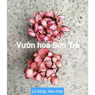 (VHST giao trong ngày) CÂY MAY MẮN, có nhiều màu lá.