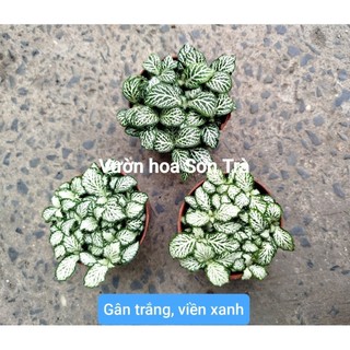 (VHST giao trong ngày) CÂY MAY MẮN, có nhiều màu lá.