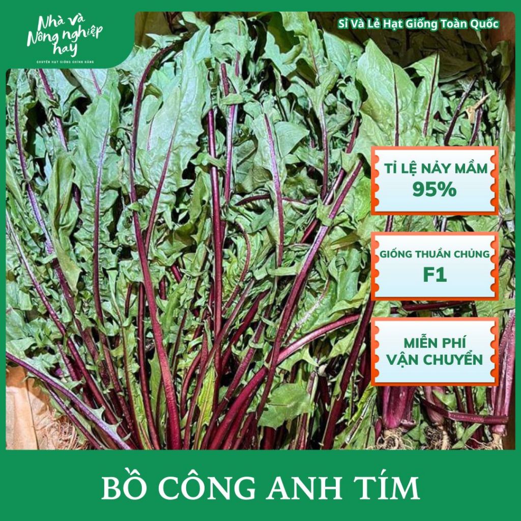 [ Tỉ Lệ Nảy Mầm Cao ] Hạt giống bồ công anh thuần chủng 1000 Hạt, dễ trồng - Mua 3 tặng 1 cùng