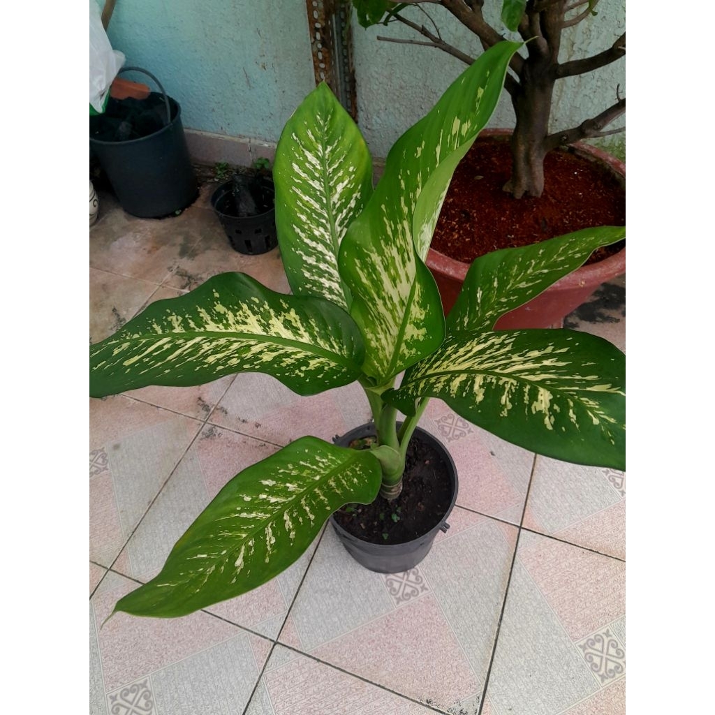 Cây Vạn Niên Thanh trồng nội thất