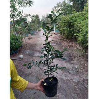 cây chúc lỡ loại nàytrồng không bị chết,  đã cho nhánh,  thuần chậu