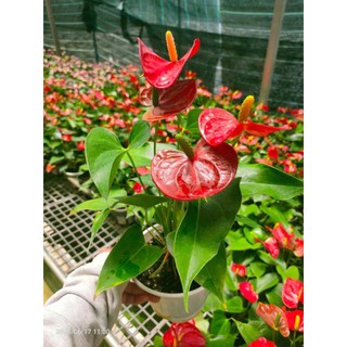 Combo 3 Chậu cây hồng môn 3 màu  (cây giống mới)