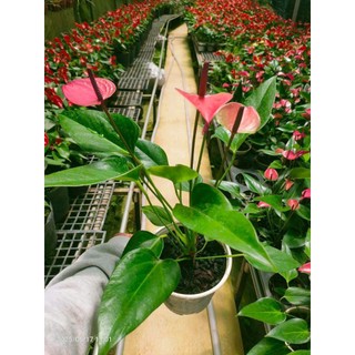 Combo 3 Chậu cây hồng môn 3 màu  (cây giống mới)