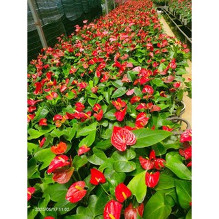 Combo 3 Chậu cây hồng môn 3 màu  (cây giống mới)