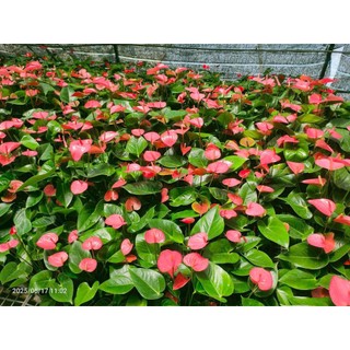 Combo 3 Chậu cây hồng môn 3 màu  (cây giống mới)