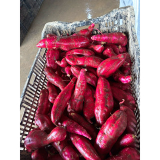 1kg khoai lang nhật dùng thử