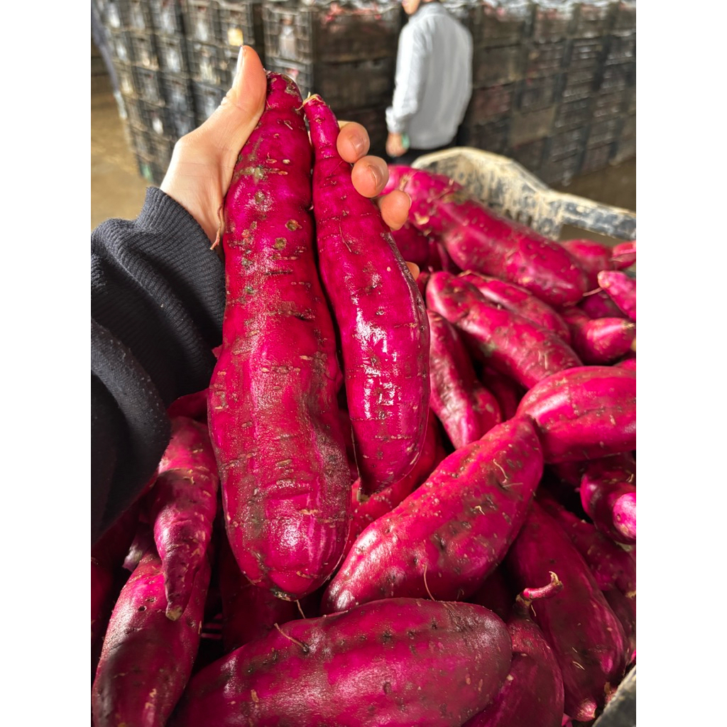 1kg khoai lang nhật dùng thử