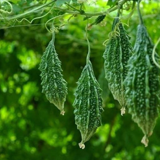 Hạt giống mướp đắng (khổ qua) rừng