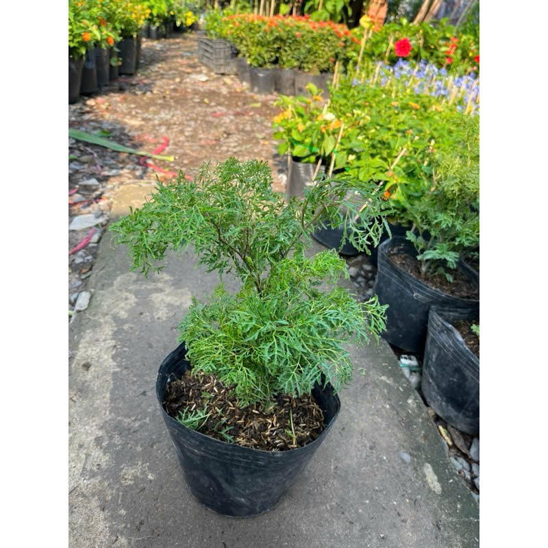 Cây giống Đinh lăng lá nhỏ, Đinh lăng Nếp, chầu mềm C5, cây to