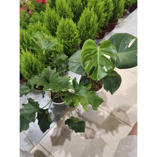 Combo 1 Trầu bà thanh xuân và 1 trầu bà Nam Mỹ (Monstera)