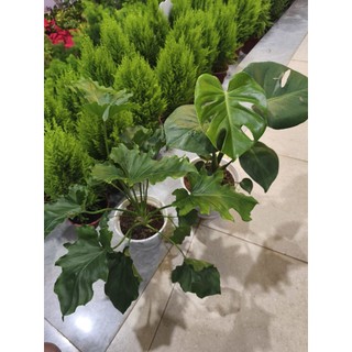 Combo 1 Trầu bà thanh xuân và 1 trầu bà Nam Mỹ (Monstera)