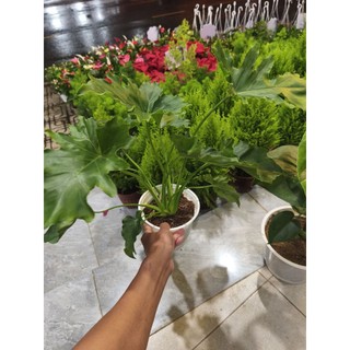 Combo 1 Trầu bà thanh xuân và 1 trầu bà Nam Mỹ (Monstera)