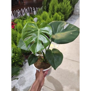 Combo 1 Trầu bà thanh xuân và 1 trầu bà Nam Mỹ (Monstera)