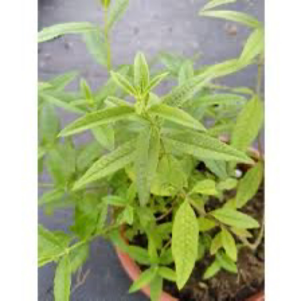 Hạt giống - Cây giống bạc hà sả chanh sả - Chanh sả Pháp (lemon balm) - hương thơm chanh sả dễ chịu