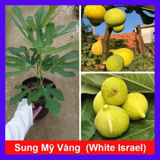 Chậu Cây Sung Mỹ Vàng (White Israel) - cây giống ăn quả - cây chuẩn bị cho quả