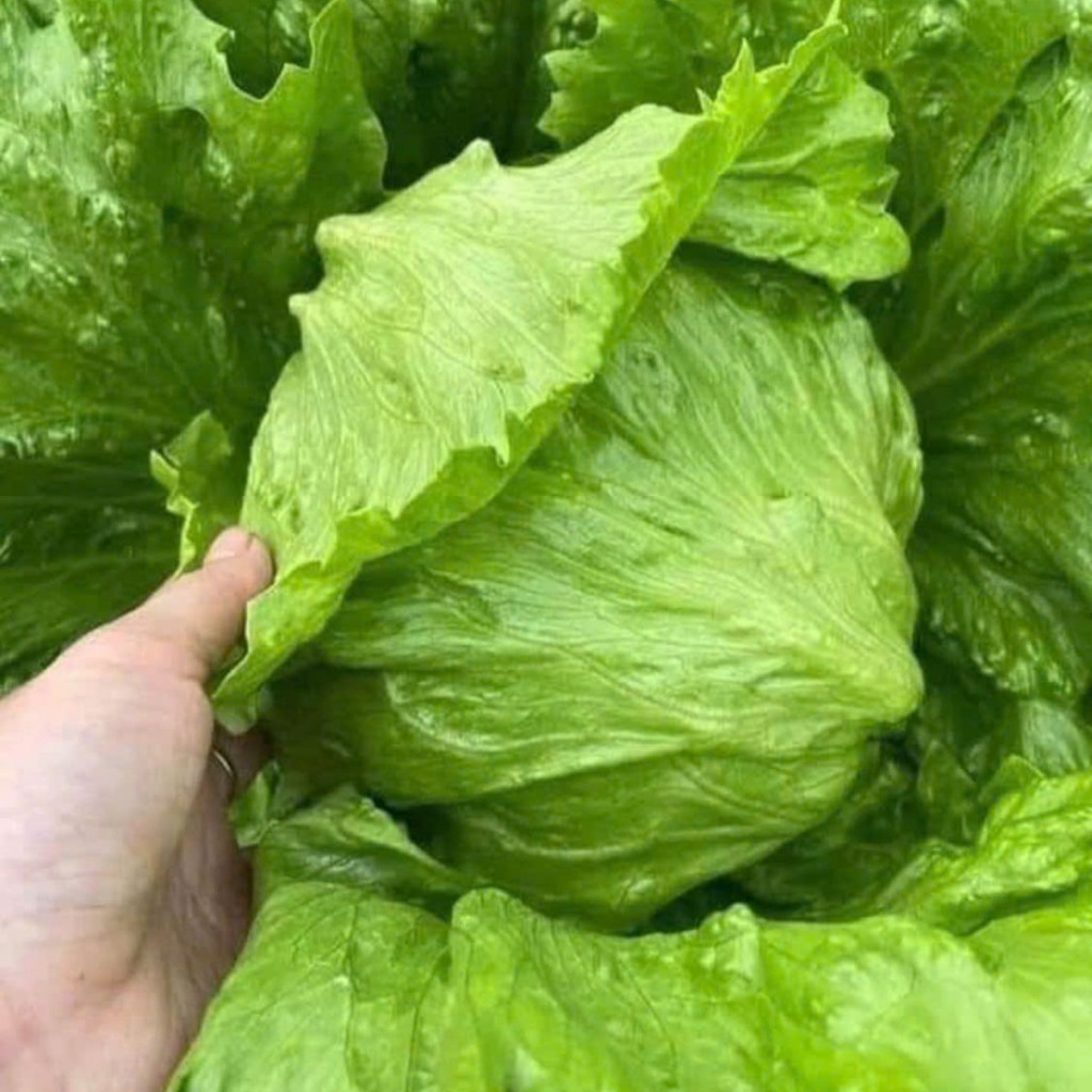 Hạt Giống Xà Lách Mineto – Cuộn To, Lá Xanh Giòn, Chịu Nhiệt