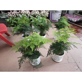 Cây thuỷ tùng (cây măng tây) có 2 size nhỏ và lớn kèm chậu theo phân loại