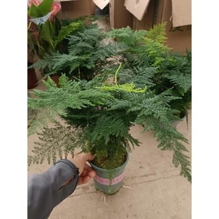 Cây thuỷ tùng (cây măng tây) có 2 size nhỏ và lớn kèm chậu theo phân loại