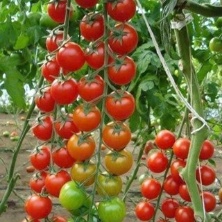 100 Hạt Giống Cà Chua Chuỗi Ngọc Đỏ – Quả Chùm Đẹp Mắt, Ngọt Mọng, Năng Suất Cao Hàng CTY