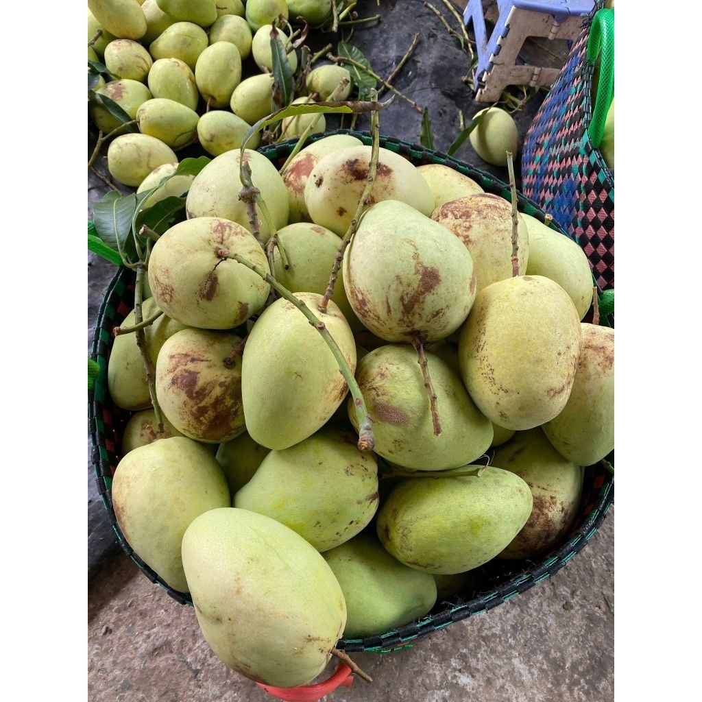 (Hỏa tốc HCM) XOÀI TỨ QUÝ BẾN TRE - Đầu mùa chua nhiều - 🇻🇳Nông Sản Việt Nam Chất Lượng