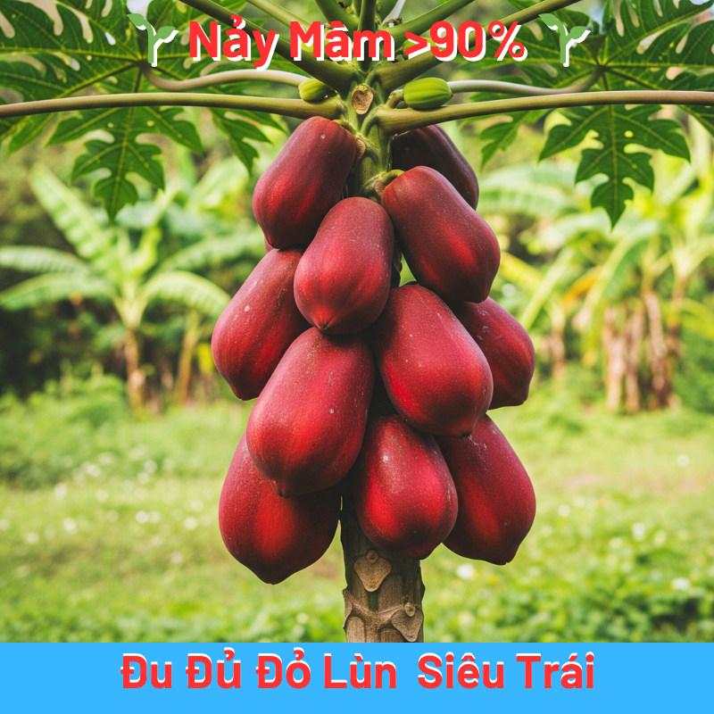 10 HẠT GIỐNG ĐU ĐỦ ĐỎ LÙN SIÊU TRÁI