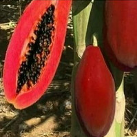 10 HẠT GIỐNG ĐU ĐỦ ĐỎ LÙN SIÊU TRÁI