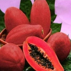 10 HẠT GIỐNG ĐU ĐỦ ĐỎ LÙN SIÊU TRÁI