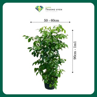 Cây Hạnh Phúc, cây trang trí, Cây quà tặng, cây để sàn, cây nội thất