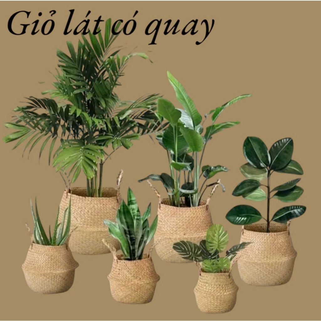 Giỏ mây tre đan trồng cây cảnh, bonsai trưng bày trong nhà, bàn làm việc, văn phòng