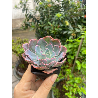 Sen bắp cải tím nhỏ