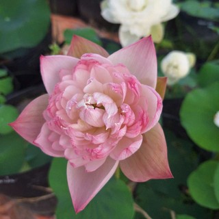 Củ sen trung Super lotus