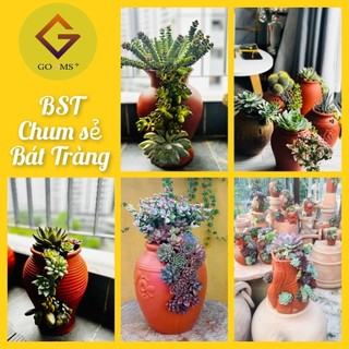 Chum sẻ trồng sen đá, chum sẻ đất nung, chậu hoa đẹp trồng cây, bonsai,tiểu cảnh Bát Tràng, Gốm Plus, chum đất nung