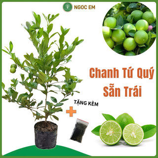  Cây Chanh Lùn Tứ Quý 1Mét   Sẵn Trái  - dễ trồng dùng nước chấm gia vị 