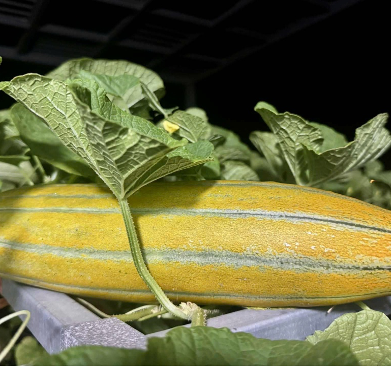 [HG Mai Nguyễn] 30 Hạt giống dưa gang cao sản_ Dưa cam gang 4kg/ trái
