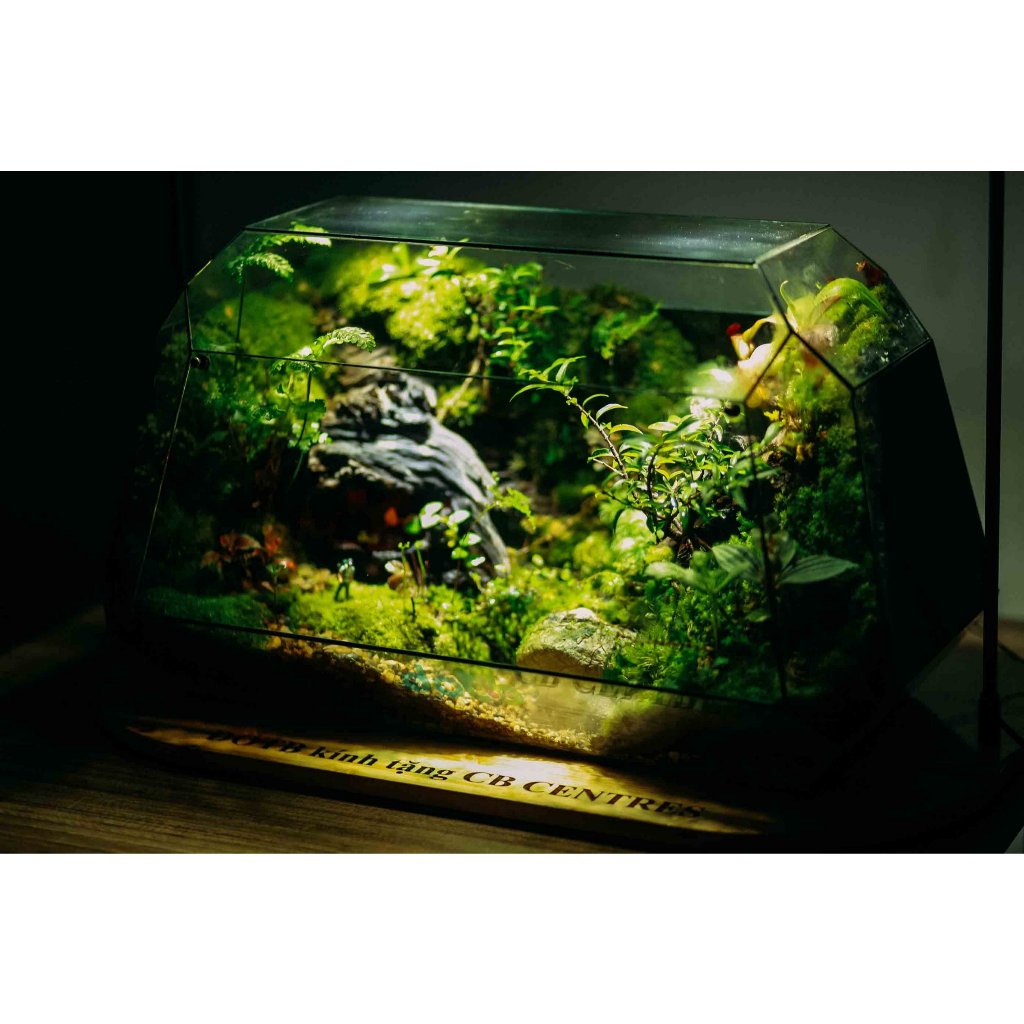 Bể Terrarium bus 50cm làm quà tặng khai trương công ty đối tác