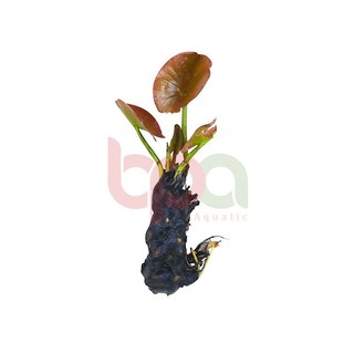 CỦ SÚNG/ CỦ SEN THÁI ĐỎ - TRỒNG HẬU CẢNH HỒ CÁ THUỶ SINH | TRỒNG CẢ CỦ SÚNG XUỐNG NỀN CÁT KHÔNG CO2