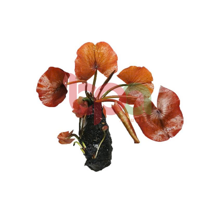 CỦ SÚNG/ CỦ SEN THÁI ĐỎ - TRỒNG HẬU CẢNH HỒ CÁ THUỶ SINH | TRỒNG CẢ CỦ SÚNG XUỐNG NỀN CÁT KHÔNG CO2